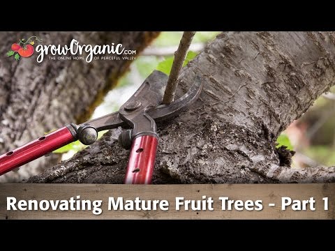 How to Rejuvenate Old Fruit Trees