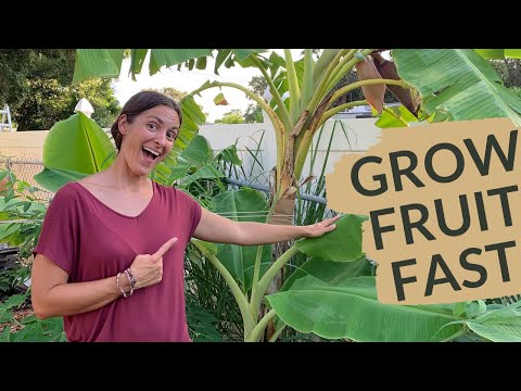 7 Fast Producing Fruit Trees Every Floridian Needs