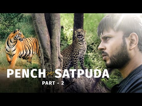 सर्वश्रेष्ठ टाइगर रिजर्व: पेंच और सतपुड़ा का रोमांचक मुकाबला? | Pench Vs Satpura tiger reserve