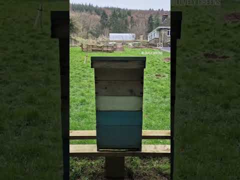 The Honeybees on a Winter Flight #garden #beekeeping