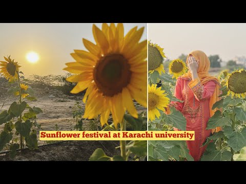 Sunflower festival | University of Karachi #viral #trending #yt #viralvideos #shortsfeed #vlogs