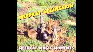 MEERKAT AGGRESSION  ☆ AGONISTIC DISPLAY ☆ MEERKATS WAR DANCE ☆ MEERKAT MAGIC MOMENTS ☆ MEERKAT MAN