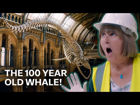 Uncovering The Secrets Of The Natural World: The 100 Year Old Whale | Our History