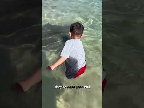 Feeding Wild Stingrays at Bendelong Beach