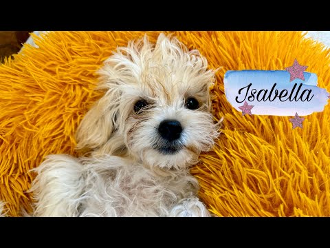 Isabella the Fluffy Floofer Cuddle Dream Girl! ☁️💞🐾