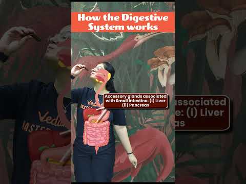 What's REALLY Happening in Your DIGESTIVE SYSTEM? | How does the Digestive System Work? #class11