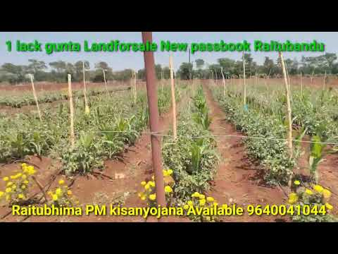 #gunta #landforsale 1lc #farmhouse #guesthouse #agriculture #telangana #farming #tranding 9640041044