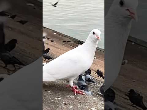 video for white pigeon lover#shorts #pigeon #animals