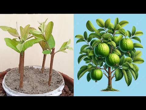 How to propagate guava tree from cuttings || growing guava tree from cutting