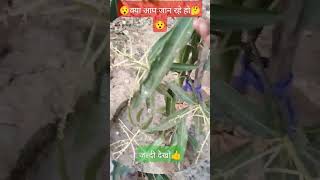 grafting mango tree #shortvideo #shortsfeed #shorts #mangotrees #graftingmangotree #graftingmango