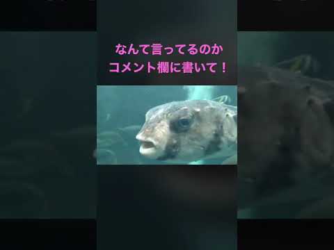 ショート動画で大喜利！　#shorts