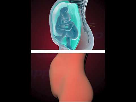 Amazing Twins inside the womb (3D Animation)