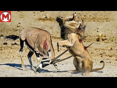 100 Craziest Animal Fights of All Time 2024