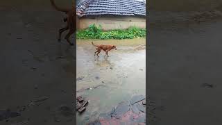 Very sad dog🙏🙏🙏 #short #viral #video #shortviralvideo