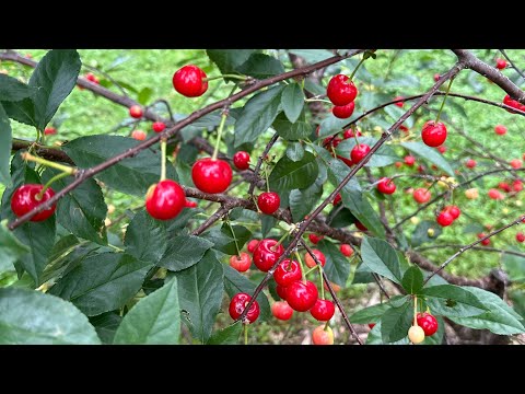 Cold-Hardy Dwarf Fruit Tree That Yields Tons of Fruit!