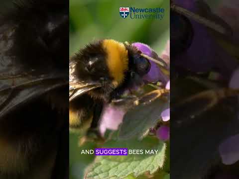 Stressed Bees Lack Buzz - Newcastle University #shorts #newcastleuniversity #savethebees #science