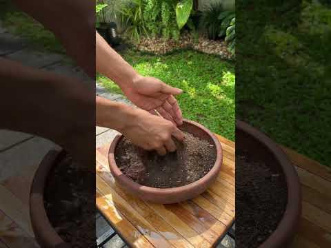 Tips to grow lawn fastly #ytshorts #lawncare #pearlgrass