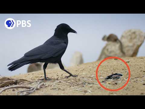 Baby Squirrels vs. Deadly Crows