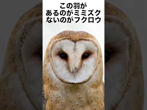 雑学#Shorts 短い達人の教え_フクロウの秘密#トリビア#雑学