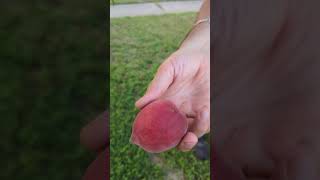 Massive peach harvest from our old mystery peach tree! #texasgarden #gardenharvest #growfruit #peach