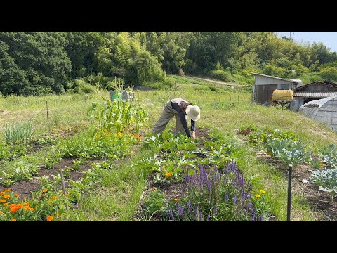 Planting tomato with No-Dig method / making art at my farm