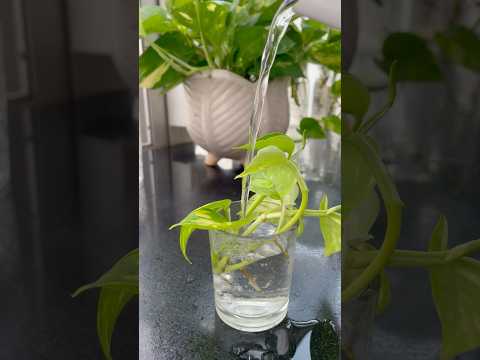 Money Plant Decoration in Water#waterplants #plantsdecor #homedecor ##houseplants #diy #roomdecor