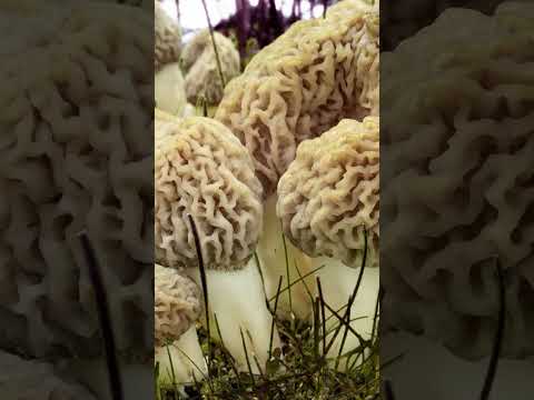 Why Morel Mushrooms' are So Expensive? | Worlds Exotic Meal | #mashrooms  #fancyfoods