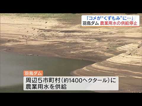 「空っぽ、実が入らない…」田んぼひび割れ、雨願うコメ農家「羽鳥ダム」農業用水の供給停止　福島