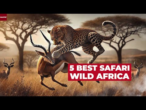 How to choose the best safari in Africa