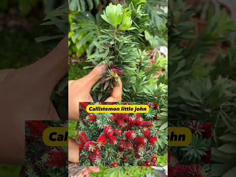 Unboxing plants from Tharappel nursery check their whtsp catalogue 94895 54968 for rates #ytshorts