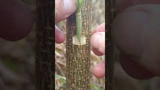 Learn Grafting Techniques🪴 #graftingskills #treehouse #grafting #plantlover #shorts #ytshorts #yt