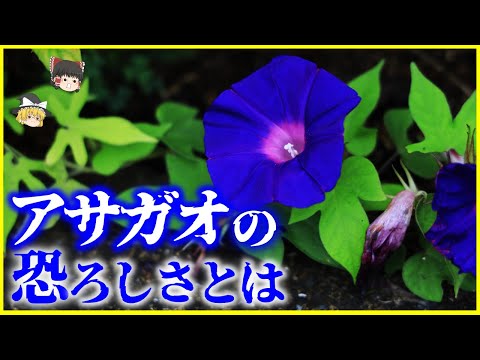 【ゆっくり解説】朝に咲く意外な理由とは…？種にヤバい毒⁉️「アサガオ」の恐ろしさとはを解説/朝日を感じて咲いているわけではない？