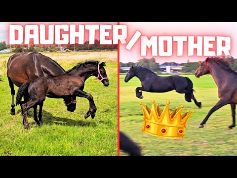 Let's jump! That reminds me of her mother Queen👑Uniek! | Friesian Horses