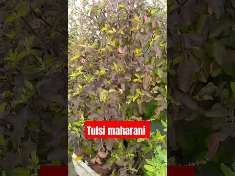 #tulsi#maharani#tulhshi#youtubeshorts#shorts