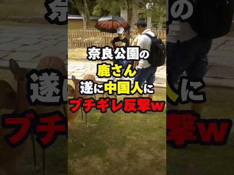 奈良公園の鹿さん遂に中国人にブチギレ反撃www #海外の反応 #shorts