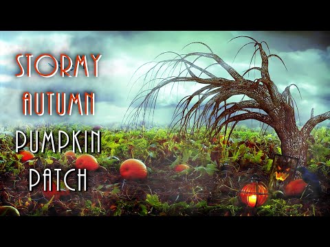 Autumn Pumpkin Patch With Flickering Jack-O-Lantern & Thunder Sounds | HD Soundscapes