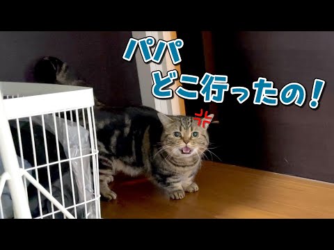 出掛けて戻ってこないパパに寂しがりやの猫が文句を言い始めましたw