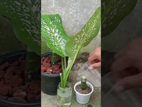 Dieffenbachia Tropic Snow Propagation for Beginners: Even You Can Do It!