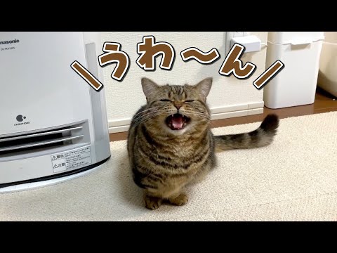 鳴いて意思表示するようになった弟猫が可愛すぎる…！