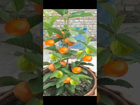 Enjoy Harvest guavas and Orange together on the same tree #farming #satisfying #shorts