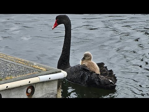 Black Swan with Baby | funny clip