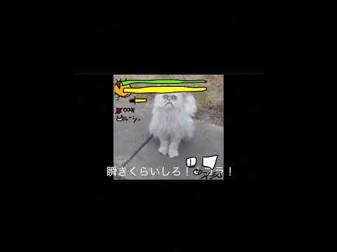 DQNが猫を虐待！決定的な瞬間