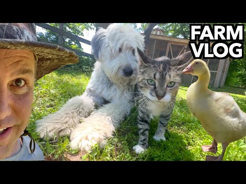 A Full 10 Hour Shift on the Farm - VLOG  |  Barn Cats | Duck Pond | Gardening | Goslings