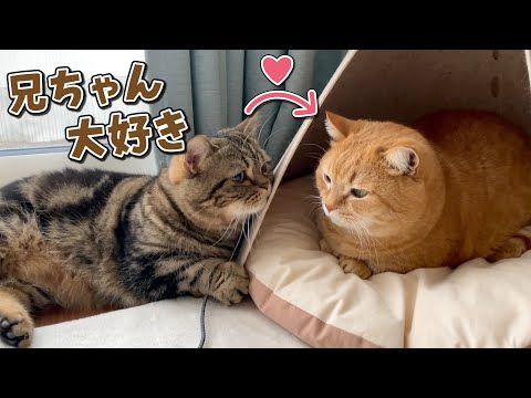 兄猫のことが大好きな弟猫の空回りアピールが可愛過ぎる！