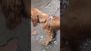 Pets stores at the Guangzhou street markets