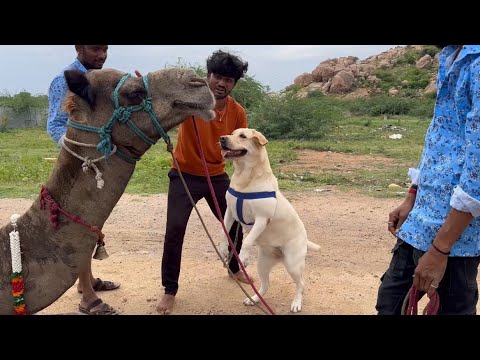 చాలా భయమేసింది అసలు..😭😲| Camel Run | భయపడుతుంది..😬 | @upendragani