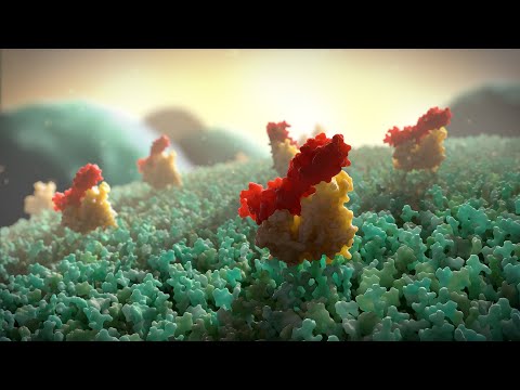 Antibacterial | MOA Animation