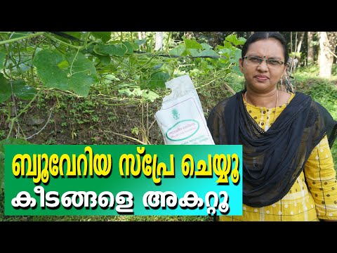 Best Pest Control Method /കീടങ്ങളെ നശിപ്പിക്കാനുള്ള  ഏറ്റവും നല്ല ജൈവ മാർഗ്ഗം