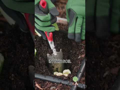 Regrowing Celery From Scraps