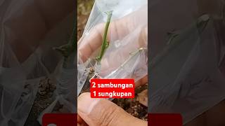 2 sambungan 1 sungkupan #grafting #sambungpucuk #howtografting #graftingtechnique